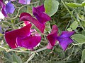 Sweet Pea in Garhi Banoorian