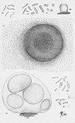 (uploaded) Thaxter-Myxobacteria-4