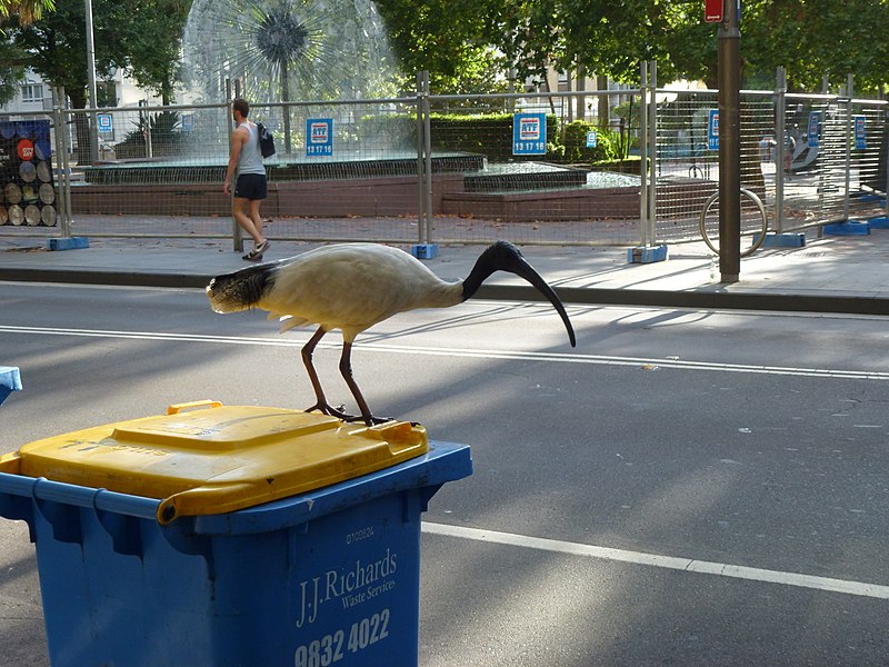 File:TipTurkeyOrBinChickenSydney2012.jpg