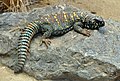 Uromastyx ocellata распространён на востоке Африки от южного Египта до северного Сомали