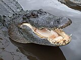 With this lethal mouth and a powerful swing of its tail, the American alligator has only armed humans and larger alligators to fear in the swamps of subtropical and tropical North America in which this predator lives.