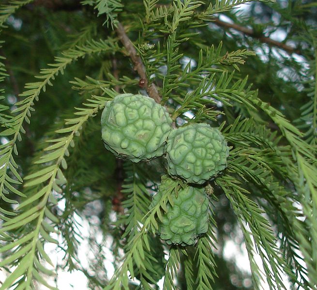 File:Baldcypress cone.jpg