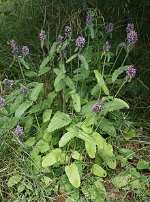 Betonica officinalis kz.jpg