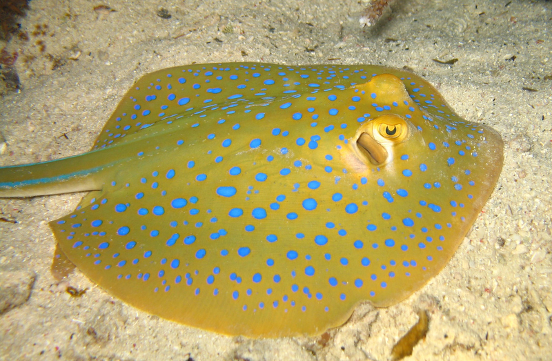 File:Blue-Spotted Stingray.png