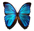 The Morpho peleides butterfly. The blue is caused by iridescence, the diffraction of light from millions of tiny scales on the wings. The colour is intended to frighten predators.