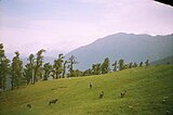 Bugyal on the way to Tungnath