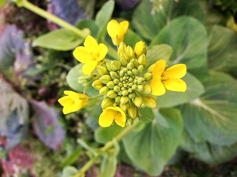 File:Canola Flower.jpg