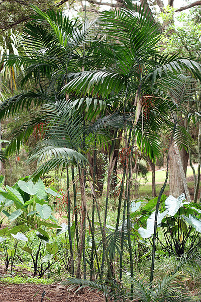 Archivo:Chamaedorea costaricana.jpg