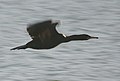 Cormorán moñudo en vuelo.