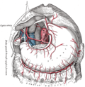 Thumbnail for Common hepatic artery