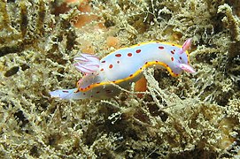 Hypselodoris bennetti