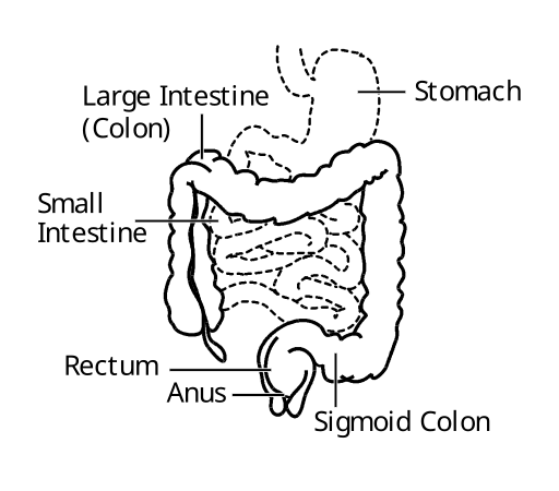 File:Intestine.svg