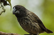 Large ground finch (4229035966).jpg