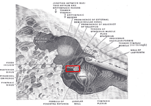 Musculusstapedius.png