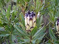 Protea lepidocarpodendron