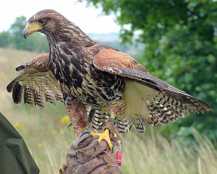 File:Parabuteo unicinctus falconry.jpg