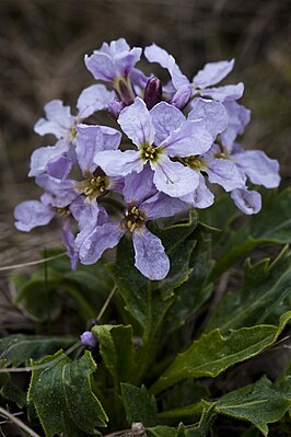 Паррия голостебельная (Parrya nudicaulis)