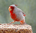 Feeding male Pyrrhuloxia