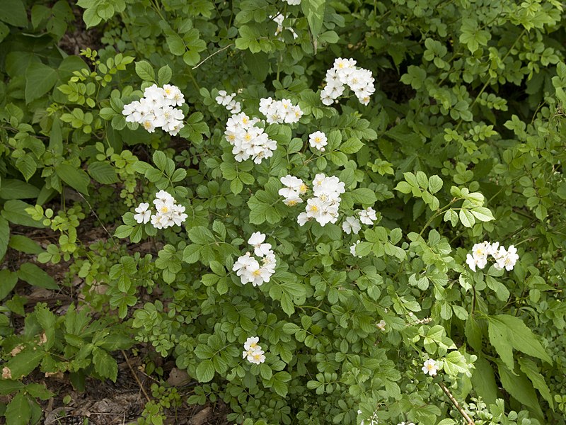 File:Rosa multiflora a03.jpg