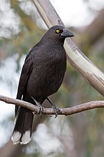 Thumbnail for Black currawong