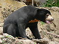  Vulnerable?  Sun Bear (Helarctos malayanus)