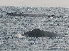 Una pareja de ballenas cerca de Pointe Denis.