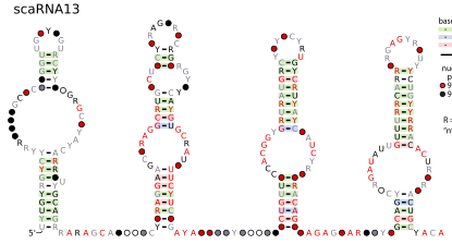 Alternative representation of the SCARNA13 consensus structure.