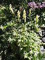 Aconitum lycoctonum (Northern Wolfsbane)