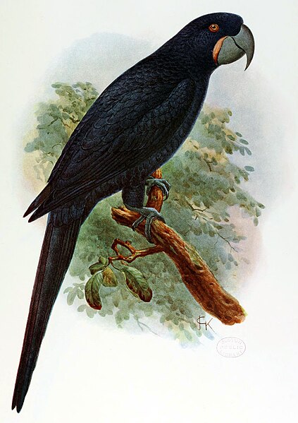 File:Anodorhynchus purpurascens Keulemans.jpg