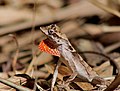 Anolis chrysolepis