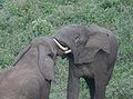 Bull elephants mock fighting on the rim of Ngorongoro Crater, Tanzania.