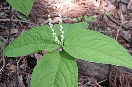 Хлорант пильчатый (Chloranthus serratus), цветущее растение