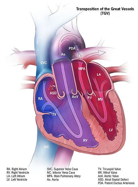 File:D-tga-575px.jpg