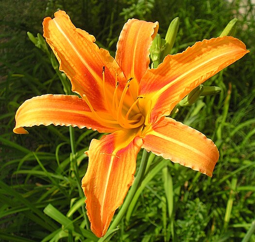 Рыжий лилейник (Hemerocallis fulva)