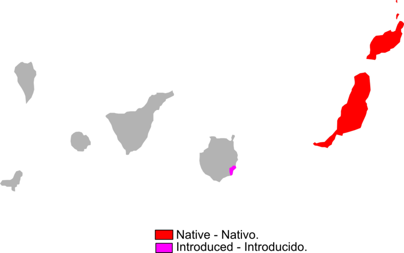 File:Gallotia atlantica range Map.png