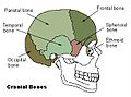 Cranial bones