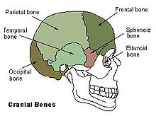 Illu cranial bones2.jpg