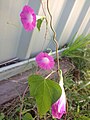 Ipomoea Purpurea "Tickle Me Pink"