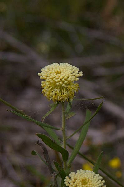 Файл:Isopogon sphaerocephalus gnangarra 01.JPG