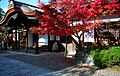 Momiji (A. palmatum) shows autumn colours in Kyoto, Japan.