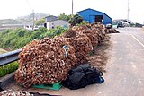 Garlic from a recent harvest ready for transport to market in rural Goheung county, South Jeolla province, South Korea