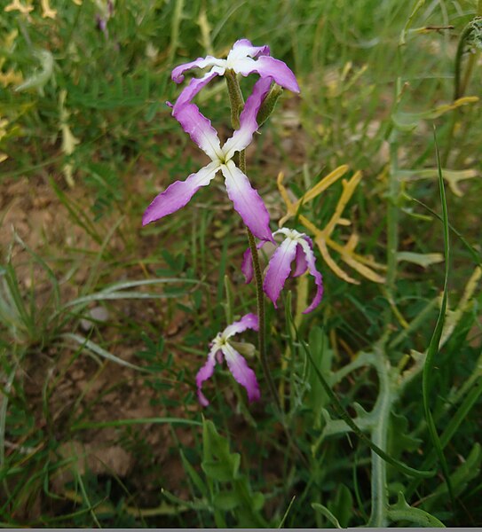 File:Matthiola afghanica II, Behbahan.jpg