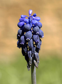 Muscari neglectum (flowers).jpg