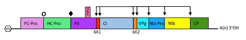 File:OPSR.Pot.Fig2.v3.png