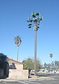 Telephone site concealed as a palm tree.