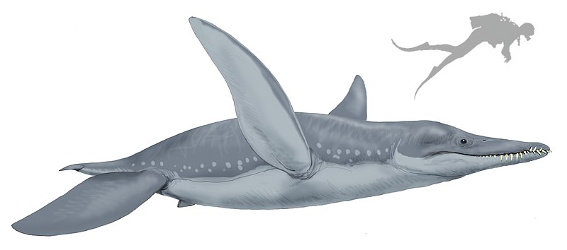 File:Pliosaurus funkei21DB.jpg