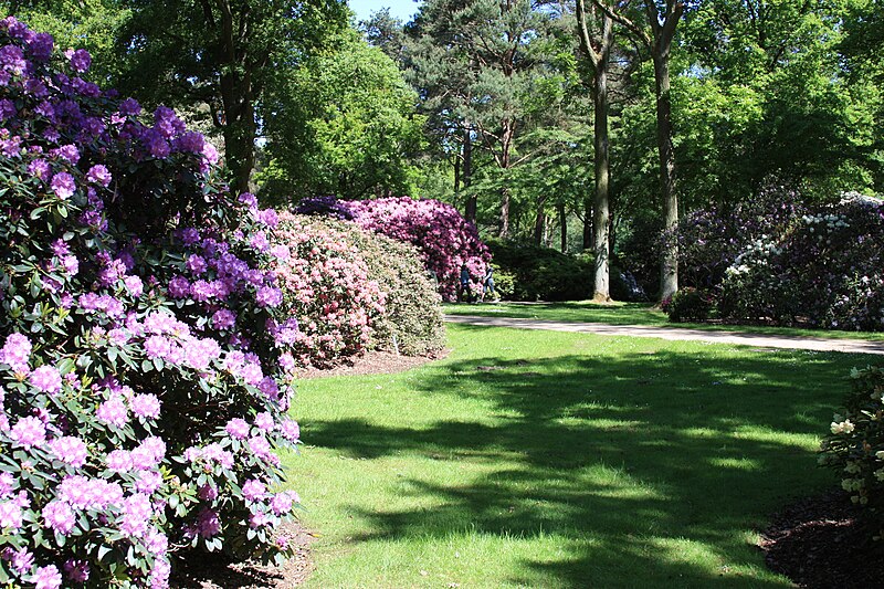 Archivo:Rhododendronpark Bremen 20090513 153.JPG