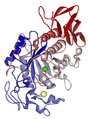 Human salivary α-amylase