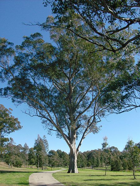 File:Sydneywesternregionalpark.jpg