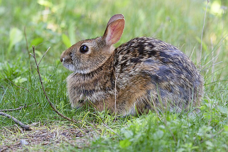 File:Sylvilagus obscurus 39269476.jpg